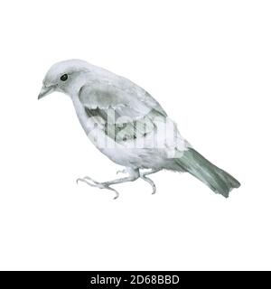 Kleiner grauer Vogel. Isoliert auf weißem Hintergrund. Stockfoto