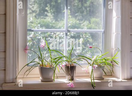 Weißes Fenster mit Moskitonetz in einem rustikalen Holzhaus mit Blick auf den Garten. Zimmerpflanzen und eine Gießkanne auf der Fensterbank. Stockfoto