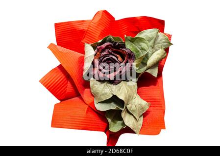 Eine verwelkte rote Rose mit einem großen roten Band, isoliert auf einem weißen Hintergrund mit einem Schnittpfad. Stockfoto