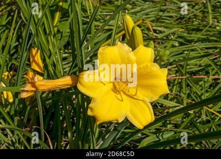 Nahaufnahme der gelben Tageslilie Tageslilie (Hemerocallis) Blumen In einem Garten wachsen England Vereinigtes Königreich GB Great Großbritannien Stockfoto