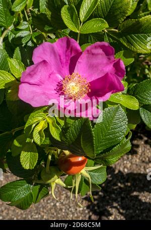 Nahaufnahme von rosa Rosenblüten und Hüften rosaceae rosa rugosa Sträucher im Sommer England Großbritannien Großbritannien Großbritannien Großbritannien Großbritannien Großbritannien Großbritannien Großbritannien Großbritannien Großbritannien Großbritannien Großbritannien Großbritannien Großbritannien Großbritannien Stockfoto