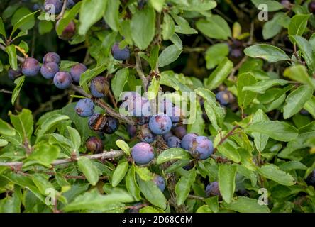 Nahaufnahme von Schlehberries Berry (prunus spinosa) Schwarzdorn Früchte Obst Strauch Pflanze in Heckenland England UK Vereinigtes Königreich GB Großbritannien Stockfoto