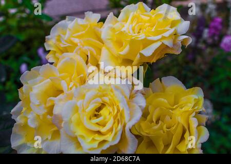Dies ist gelbe Rose im Garten Stockfoto