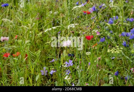 Nahaufnahme von gemischten Wildblumen in einer Gartenrandwiese im Sommer England UK Vereinigtes Königreich GB Großbritannien Stockfoto