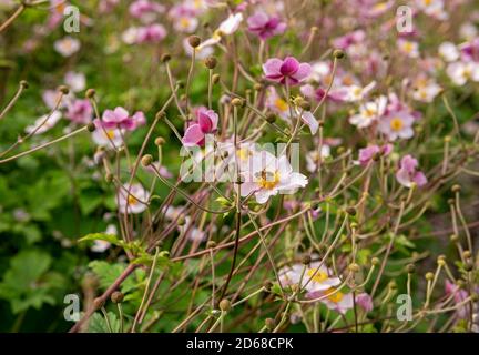 Nahaufnahme von rosa japanische Anemone Blume Blumen Windblumen Windblumen In einem Hüttengarten im Sommer England Vereinigtes Königreich GB Großbritannien Stockfoto