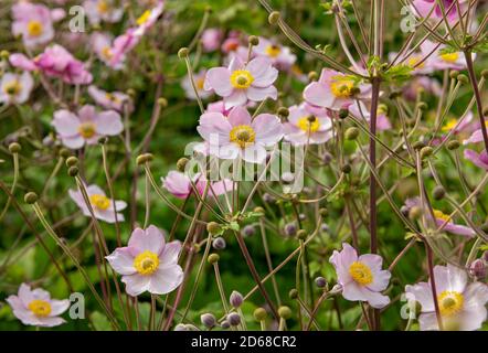 Nahaufnahme von rosa japanische Anemone Blume Blumen Windblumen Windblumen In einem Hüttengarten im Sommer England Vereinigtes Königreich GB Großbritannien Stockfoto