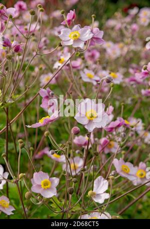 Nahaufnahme von rosa japanische Anemone Blume Blumen Windblumen Windblumen In einem Hüttengarten im Sommer England Vereinigtes Königreich GB Großbritannien Stockfoto