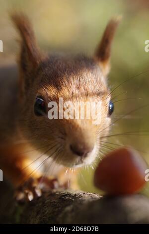 Sciurus vulgaris, Red Squirrel in einem Baum in Norwegen aufgenommen mit einem Vollformat Pentax K-1 und Tamron SP 90mm MAKRO 1:1 2.8 Stockfoto