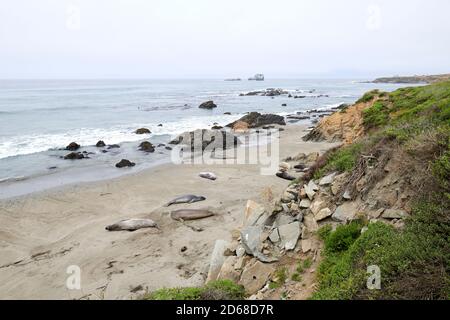 Elefantenrobben, San Simeon, Kalifornien, USA Stockfoto