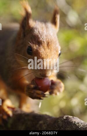 Sciurus vulgaris, Red Squirrel in einem Baum in Norwegen aufgenommen mit einem Vollformat Pentax K-1 und Tamron SP 90mm MAKRO 1:1 2.8 Stockfoto