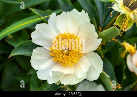 Pfingstrose 'Claire de Lune' (paeonia) eine frühlingshafte weißgelbe Blume Das ist ein Frühling krautigen mehrjährige Pflanze Stock Foto Bild Stockfoto