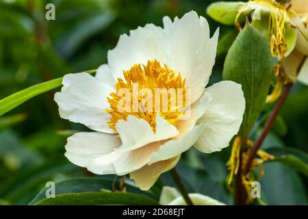 Pfingstrose 'Claire de Lune' (paeonia) eine frühlingshafte weißgelbe Blume Das ist ein Frühling krautigen mehrjährige Pflanze Stock Foto Bild Stockfoto