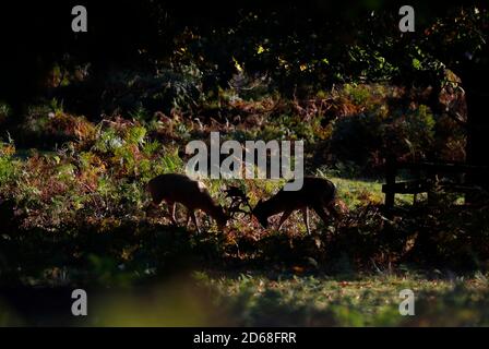 Newtown Linford, Leicestershire, Großbritannien. Oktober 2020. Junge Damhirsche Hirsche ruten am Herbstmorgen im Bradgate Park. Credit Darren Staples/Alamy Live News. Stockfoto