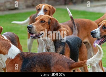 Die Belvoir Hunt Zwinger, Belvoir, Grantham, Lincolnshire, Großbritannien – die Belvoir Foxhounds in den Zwinger Stockfoto