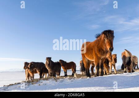 Islandpferd im Winter in Island mit typischen Wintermantel. Diese traditionelle isländische Rasse geht auf die Pferde der wikinger zurück Stockfoto