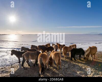 Islandpferd im Winter in Island mit typischen Wintermantel. Diese traditionelle isländische Rasse geht auf die Pferde der wikinger zurück Stockfoto