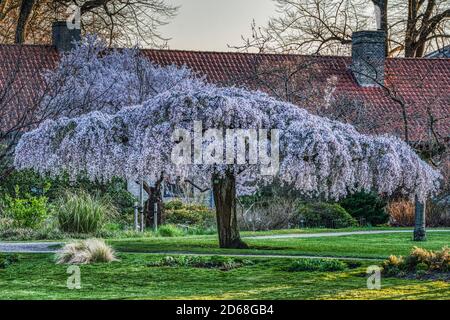 Sakura bedeckt von einer üppigen Decke aus Kirschblüten, Symbol der Erneuerung und Wiedergeburt im Frühling. Blühender Kirschbaum mit rosa Blüten bedeckt Stockfoto