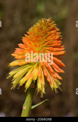 Kniphofia rooperi Rooperi rot heißen Poker rot heißen Poker Blume Spike Stockfoto