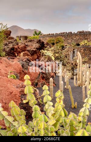 Kakteengarten auf Lanzarote Stockfoto