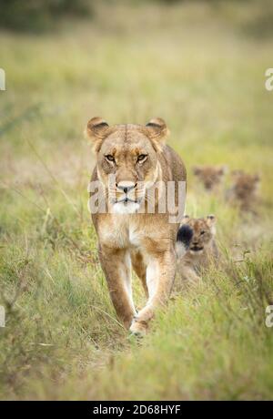 Mutter Löwin führt ihre Löwenjungen durch grünen Busch hinein Savuti Okavango Delta in Botswana Stockfoto