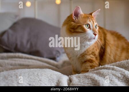 Ingwer große und fette Katze sitzt auf einer weichen weißen Decke auf dem Bett. Im Hintergrund sind Bokeh-Lichter. Gemütliches Zimmer. Herbst- oder Winterblick. Stockfoto