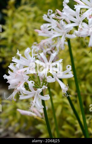 Nerine Nikita Guernsey Lily Bowden-Cornish Lily Blume weiße Blüten gefärbt Mit Pink Stockfoto