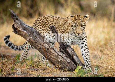 Erwachsene Leopard, der in der Nähe von toten Baumstumpf im trockenen Busch läuft Im Khwai-Fluss Okavango Delta in Botswana Stockfoto