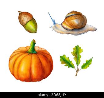 Einige im Herbst inspirierte Aquarellzeichnungen, darunter einige Blätter, eine Eichel, Kürbis und eine Schnecke. Traditionelle Aquarelldarstellung. Stockfoto