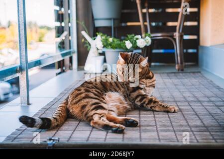 Nahaufnahme einer bengalischen Katze, die sich an einem leckt Balkon mit Pflanzen an einer Holzwand Stockfoto