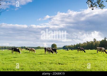 Rote und schwarze friesische Kühe auf einer holländischen Wiese Stockfoto