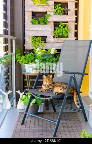 Vertikale Aufnahme einer Bengalkatze auf einem Stuhl In einem Balkon mit Pflanzen an einer Holzwand Stockfoto