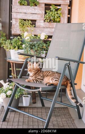 Vertikale Aufnahme einer Bengalkatze auf einem Stuhl In einem Balkon mit Pflanzen an einer Holzwand Stockfoto