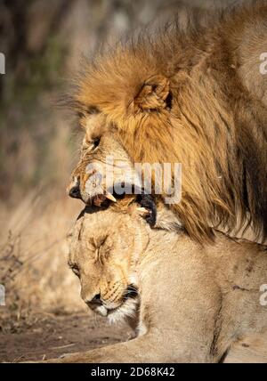 Vertikales Porträt von männlichen und weiblichen Paarungslöwen in Kruger Park in Südafrika Stockfoto