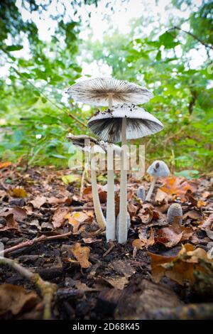 Plissierter Tintenkopf (Parasola plicatilis), der manchmal als kleiner japanischer Regenschirm bekannt ist und in einem Wald wächst Stockfoto