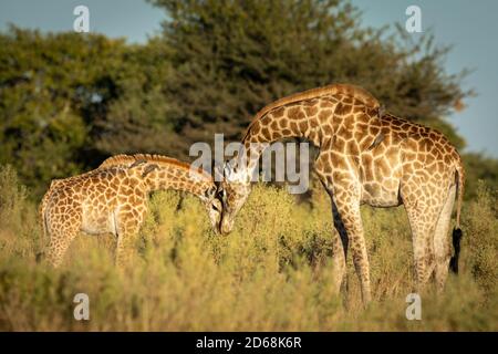 Weibliche Giraffe und ihr Baby stehen im grünen Busch Die Morgensonne im Moremi Okavango Delta in Botswana Stockfoto
