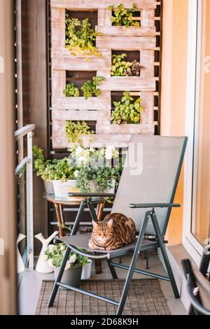 Vertikale Aufnahme einer Bengalkatze auf einem Stuhl In einem Balkon mit Pflanzen an einer Holzwand Stockfoto