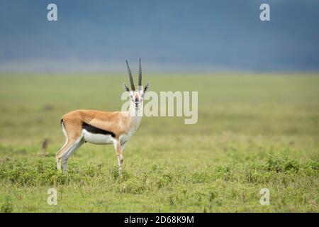 Thompson's Gazelle steht in grünen Ebenen des Ngorongoro Crater in Tansania Stockfoto