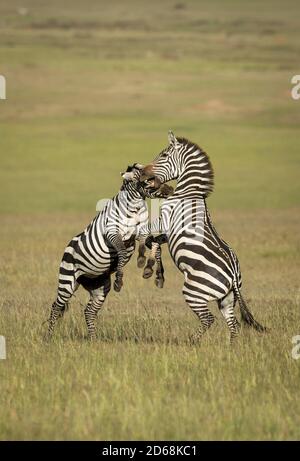 Zwei Erwachsene Zebras stehen auf den Hinterbeinen beißen sich gegenseitig In der Morgensonne in Masai Mara in Kenia Stockfoto