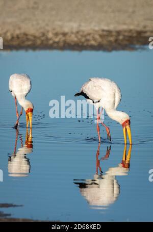 Zwei gelbschnabele Störche wateten in flachem blauem Wasser hinein Moremi Okavango Delta in Botswana Stockfoto