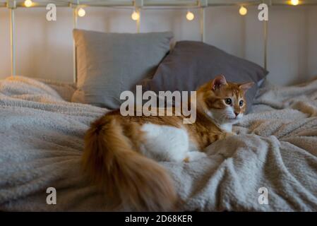 Ingwer große und fette Katze sitzt auf einer weichen weißen Decke auf dem Bett. Im Hintergrund sind Bokeh-Lichter. Gemütliches Zimmer. Herbst- oder Winterblick. Stockfoto