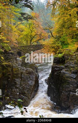 Herbstfarben auf Bäumen und River Braan in Spate in der Hermitage bei Dunkeld in Perth und Kinross. Der Standort ist ein National Trust for Scotland Protect Stockfoto