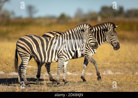 Zwei Zebras, die in goldenem, kurzem und trockenem Gras laufen Nachmittags Sonnenlicht im Moremi Okavango Delta in Botswana Stockfoto