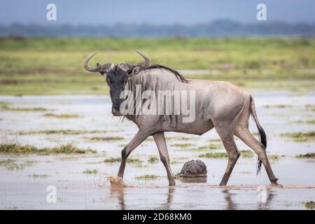 Weißbärtige Gnus, die durch seichtes Wasser im Grünen wandern Ebenen des Amboseli National Park in Kenia Stockfoto