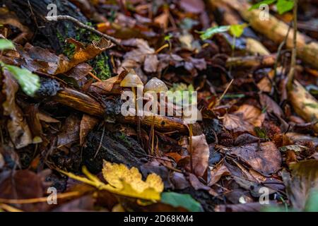 Verschiedene Pilzpilze im bunten Herbstwald in Oberschwaben, Deutschland Stockfoto