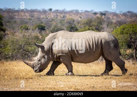 Großes weißes Nashorn mit einem großen Horn, das trocken läuft Gras im Kruger Park in Südafrika Stockfoto