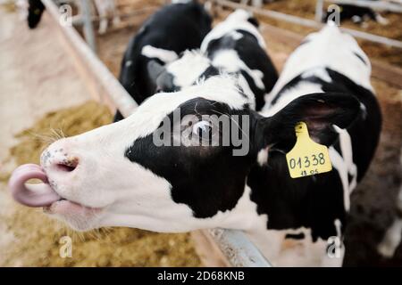 Porträt von lustigen schwarz-weißen Kuh mit Nummer-Tag Im Ohr die Zunge herausstreckt, während man im Viehstall steht Stockfoto