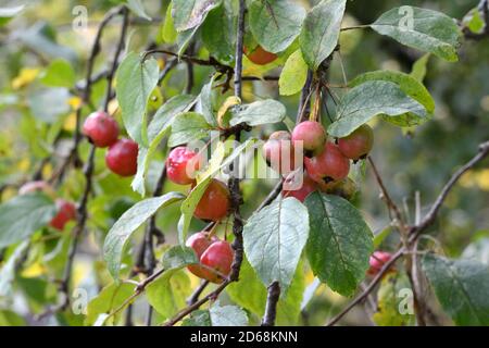 Malus x Robusta Red sentinel Krabbe Apfel res sentinel Baum Stockfoto