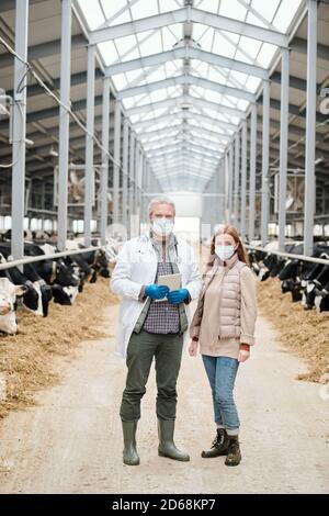 Porträt von Kuhtierärztin und Bäuerin in Masken stehend In modernen Scheune und die Arbeit auf Milchviehbetrieb Stockfoto