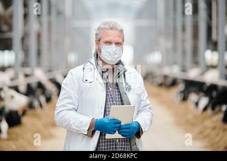 Porträt des männlichen Landvets in Maske und Laborkittel Stehen mit Tablette in Kuhstall und Kontrolle der Gesundheit der Kühe Stockfoto