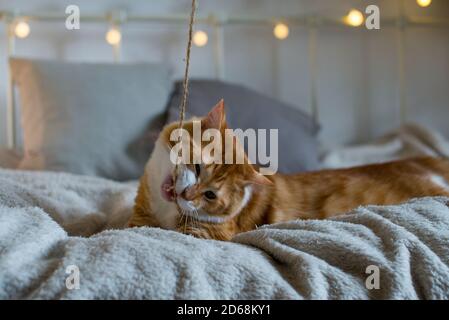 Ingwer große und fette Katze sitzt auf einer weichen weißen Decke auf dem Bett. Im Hintergrund sind Bokeh-Lichter. Gemütliches Zimmer. Herbst- oder Winterblick. Stockfoto